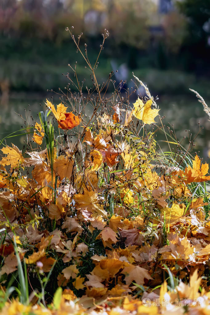 在阳光明媚的日子里, 干草丛中有黄色,红色和橙色的落叶.