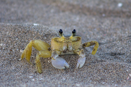 大西洋鬼蟹ocypode quadata位于牙买加宝地海滩照片