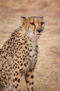 纳米比亚自然保护区的猎豹