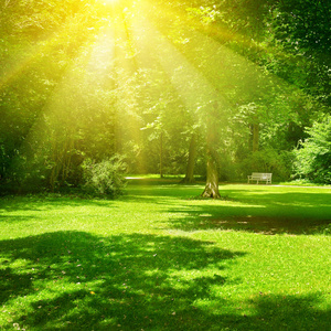 公园里阳光明媚的一天。 阳光照亮了绿草和树木。 夏季景观。