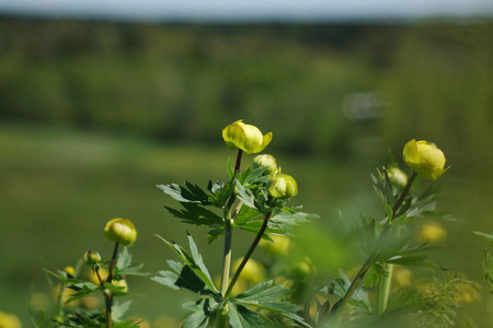一个黄色的球花特写镜头在一个夏天的一天对一个绿色的草地。明亮的花背景美丽的黄色花