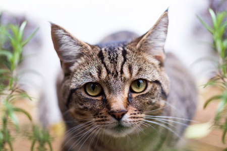 一只小猫的特写镜头