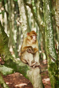 树上的巴巴里猕猴马卡卡西尔瓦纳斯