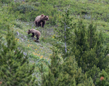 灰熊妈妈和幼熊穿过树木