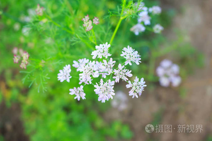 花草在早晨绽放