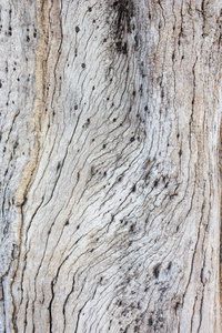 木树图案表面