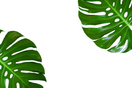 植物叶片，热带常绿藤，分离在白色背景上，真实的叶子装饰，用于构图设计。热带植物性质概念思想。包括倾斜路径。