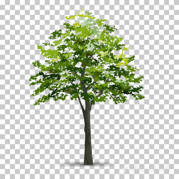 树孤立在透明的背景上，有柔软的阴影。 用于景观设计。 公园和户外物体 