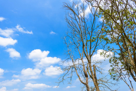 春天下午，蓝天白云的松树上绿叶的自然背景