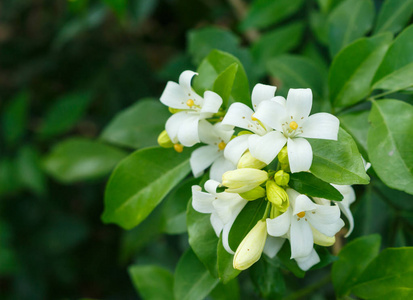 茉莉花自然在森林中