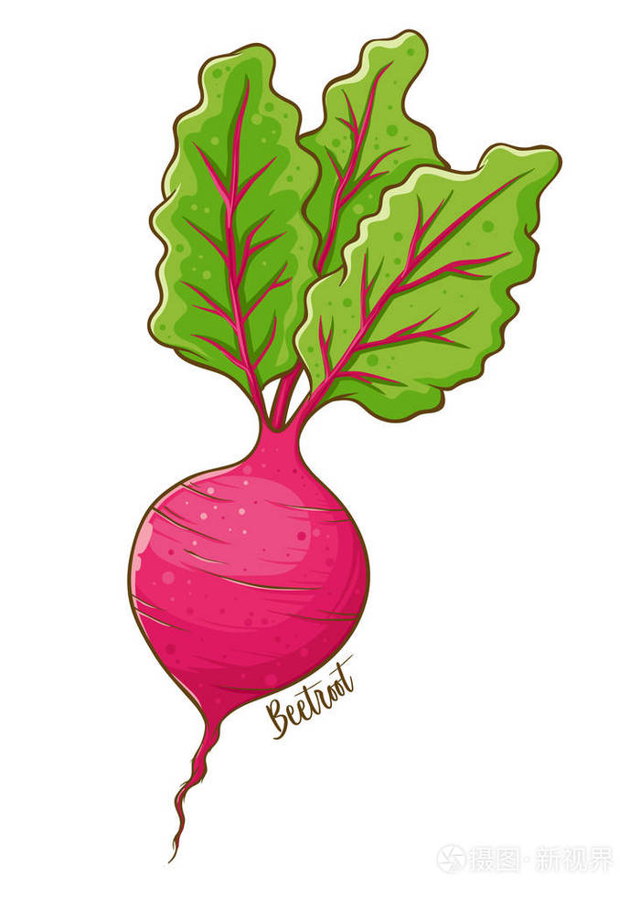 甜菜新鲜天然蔬菜手绘矢量图分离