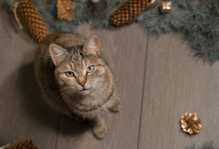 木制背景上有圣诞装饰品的可爱猫。