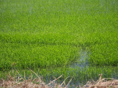 稻树草木葱郁葱茏葱茏葱茏葱茏葱茏绿意葱葱绿野草青美草坪