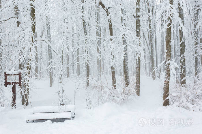 大雪后的冬季森林