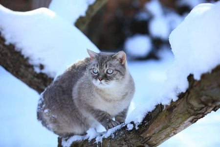 暹罗猫在一个下雪的冬天坐在花园里的一棵树上。