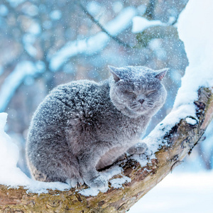 白雪皑皑的冬天，一只蓝色的英国短毛猫坐在花园里的一棵树上