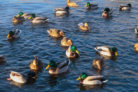 在河里游泳的一大群鸭子照片