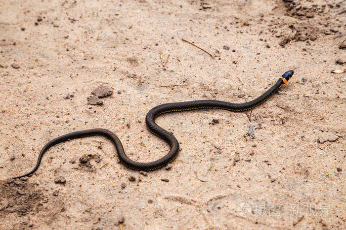 蛇在沙子上爬行