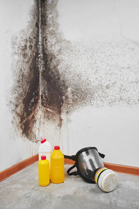 模具。 曲霉菌。 洗涤剂家用手套一个海绵一个桶白色的墙壁背景与黑色真菌