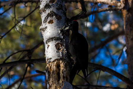 冬天啄木鸟在桦树上。 降雪。 冬季森林及其鸟类