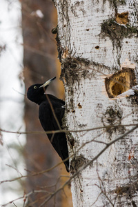冬天啄木鸟在桦树上。 降雪。 冬季森林及其鸟类