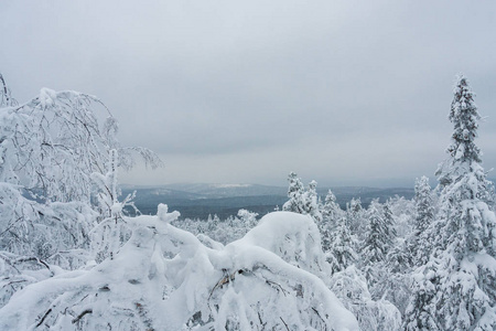关于自然的圣诞故事。 冬天的森林里覆盖着白色干净的新鲜雪云杉和松树。 一月份散步和户外活动的美好时光。 准备好的布局背景
