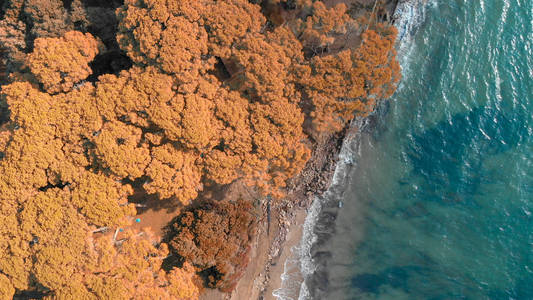托雷莫扎托斯卡纳。 秋天暴风雨后美丽的海滩和松树的鸟瞰。