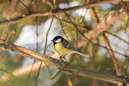 坐在春夏森林的树枝上. 鸟儿蓝雀坐在花园里五颜六色的树枝上.