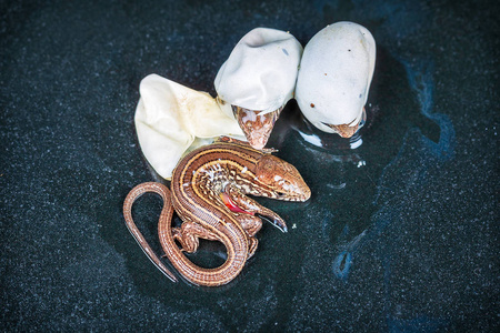 沙蜥蜴孵化照片