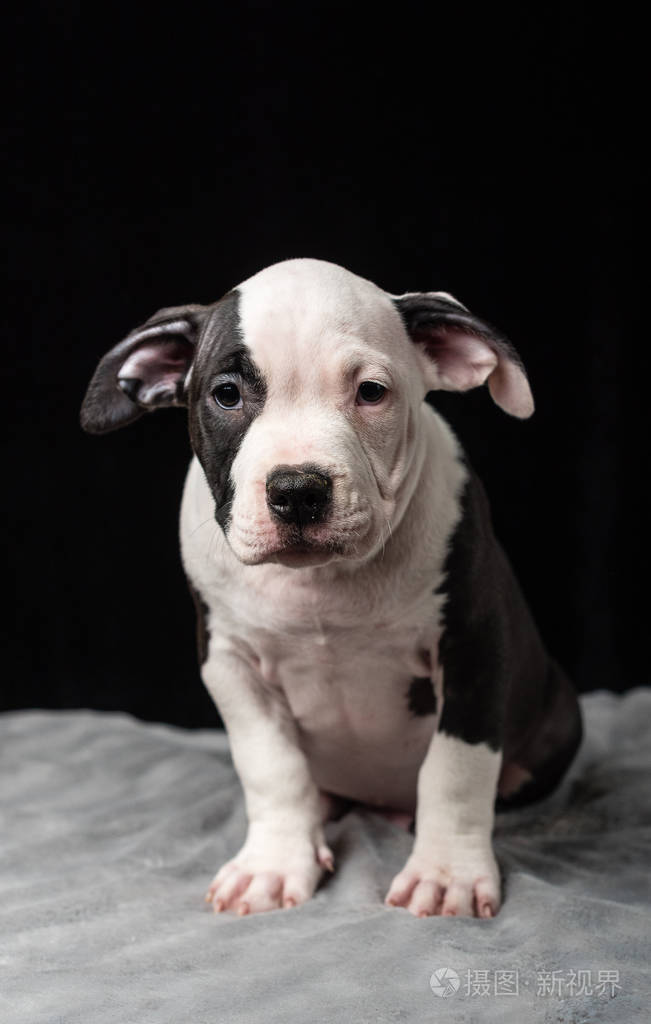 黑色背景下的美国bulli种的小狗