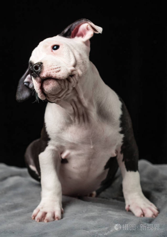 黑色背景下的美国bulli种的小狗