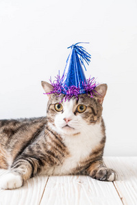 可爱的灰色猫带着派对帽