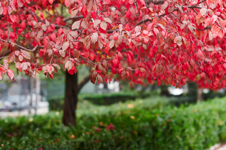 秋天美丽的红梅树