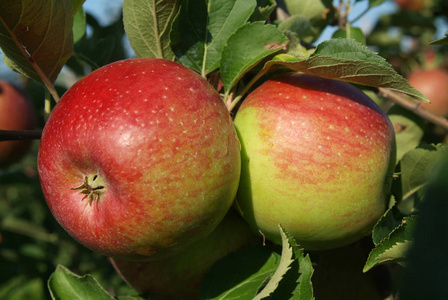 苹果水果自然健康