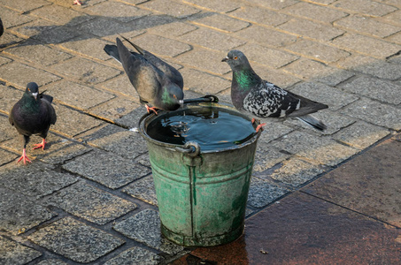 鸽子从城镇广场的水桶里喝水