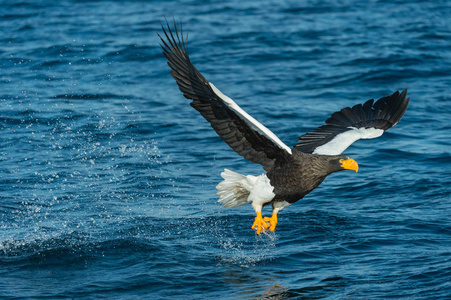 s sea eagle fishing. Scientific name Haliaeetus pelagicus. Blue