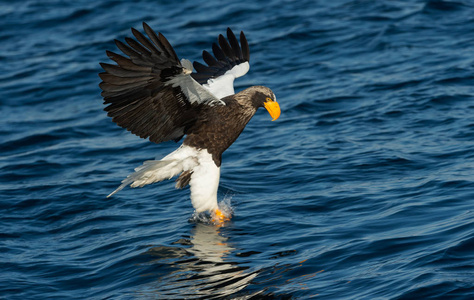 s sea eagle fishing. Scientific name Haliaeetus pelagicus. Blue