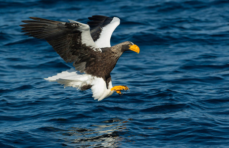 s sea eagle fishing. Scientific name Haliaeetus pelagicus. Blue