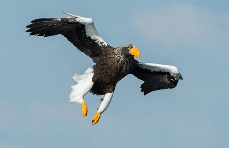 s sea eagle in flight. Scientific name Haliaeetus pelagicus. Bl