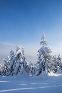 山上的雪杉林。 有雪堆的冬季景观。 晴朗的天气