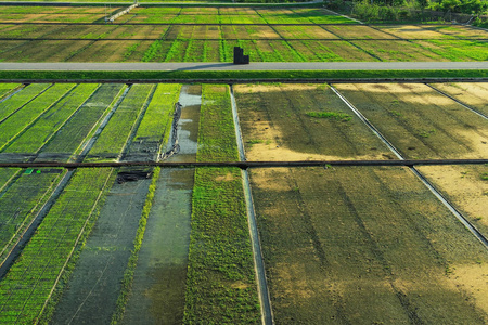 泰国苏芬伯里田间水稻幼苗的美丽景色。