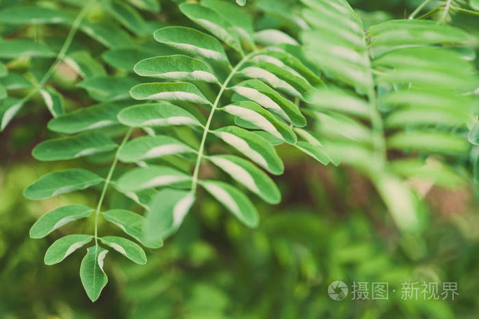 夏天阳光下的相思叶。 特写照片