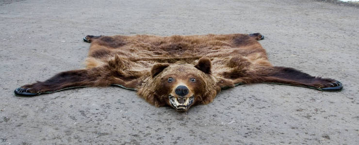 死了的哺乳动物地板表面的熊地毯被杀了照片