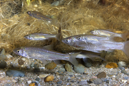 水下摄影的淡水鱼石莫洛科伪拉斯博拉帕娃在美丽的干净英镑。 水下射击与良好的场地和自然光。 野生动物。 一群鱼。 河流栖息地。