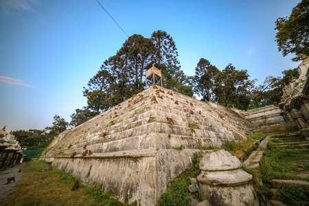 猴子坐在帕斯帕提纳寺