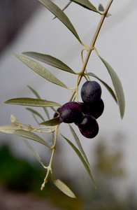 橄榄在树枝上成熟