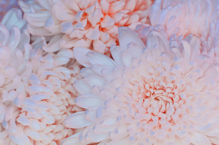 五颜六色的白色粉红色菊花