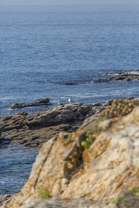 葡萄牙大西洋上有海鸥的海景和岩石