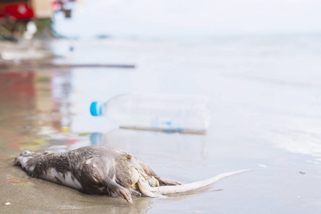 沙滩上的死鼠和垃圾，显示环境污染问题