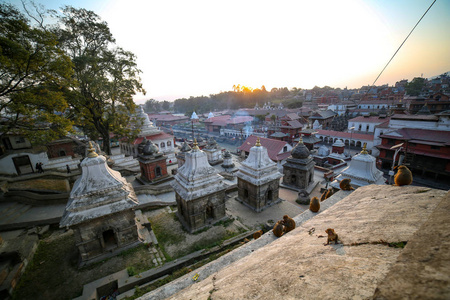 尼泊尔加德满都的猴子和帕斯帕提纳神庙